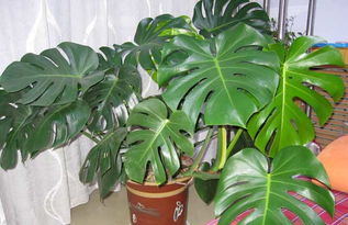 家里绿植吸收有害气体哪种更好,吸收有害气体释放氧气的绿植