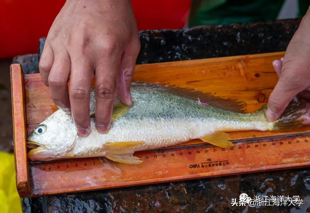 《浙江日报》深读｜大黄鱼：“王者”归来的传奇