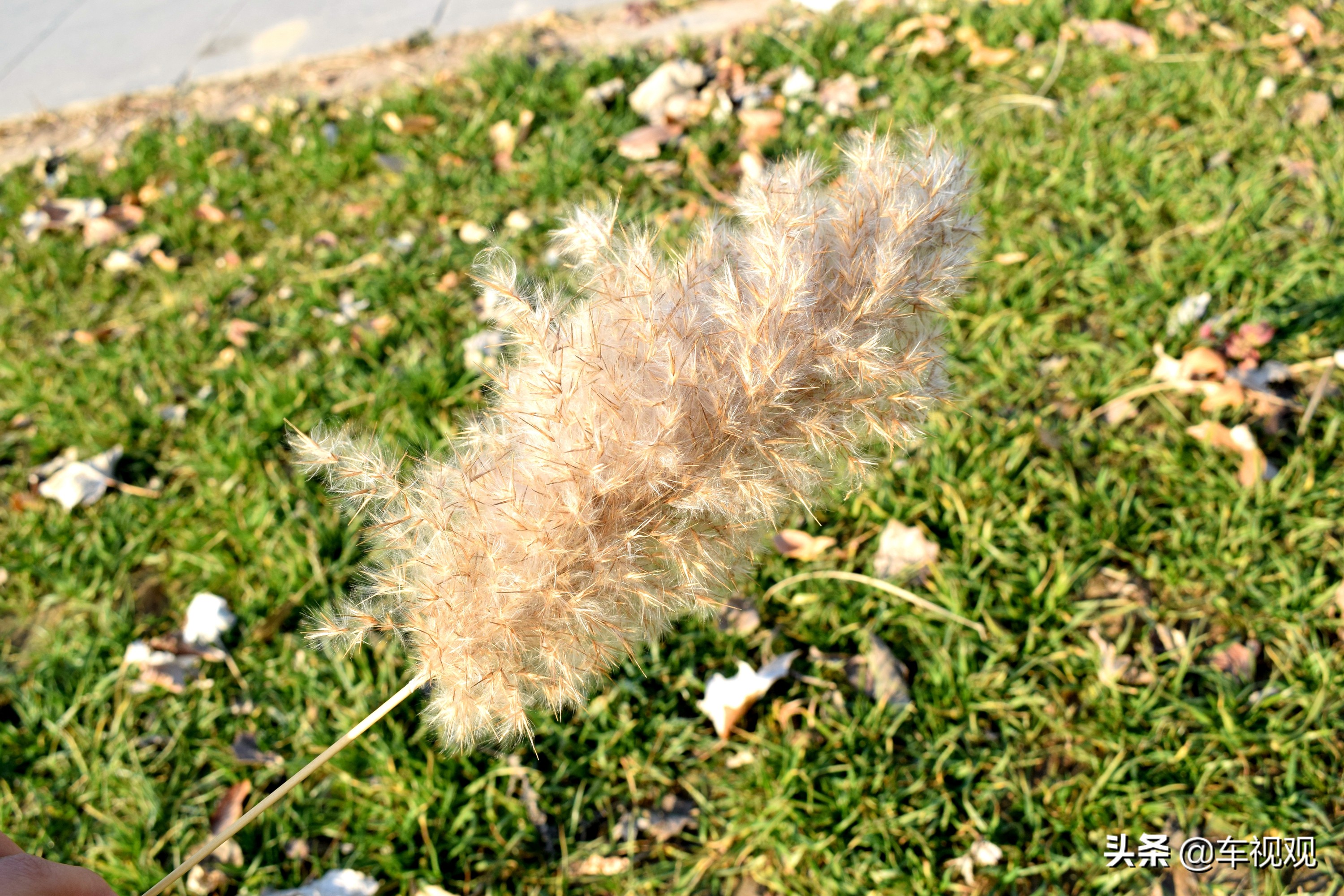 飞度车主换奥德赛习惯吗,全新飞度顶配版动力