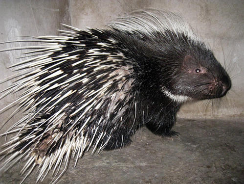 山海经中哪些是人类发现的,山海经中哪些真实存在的生物