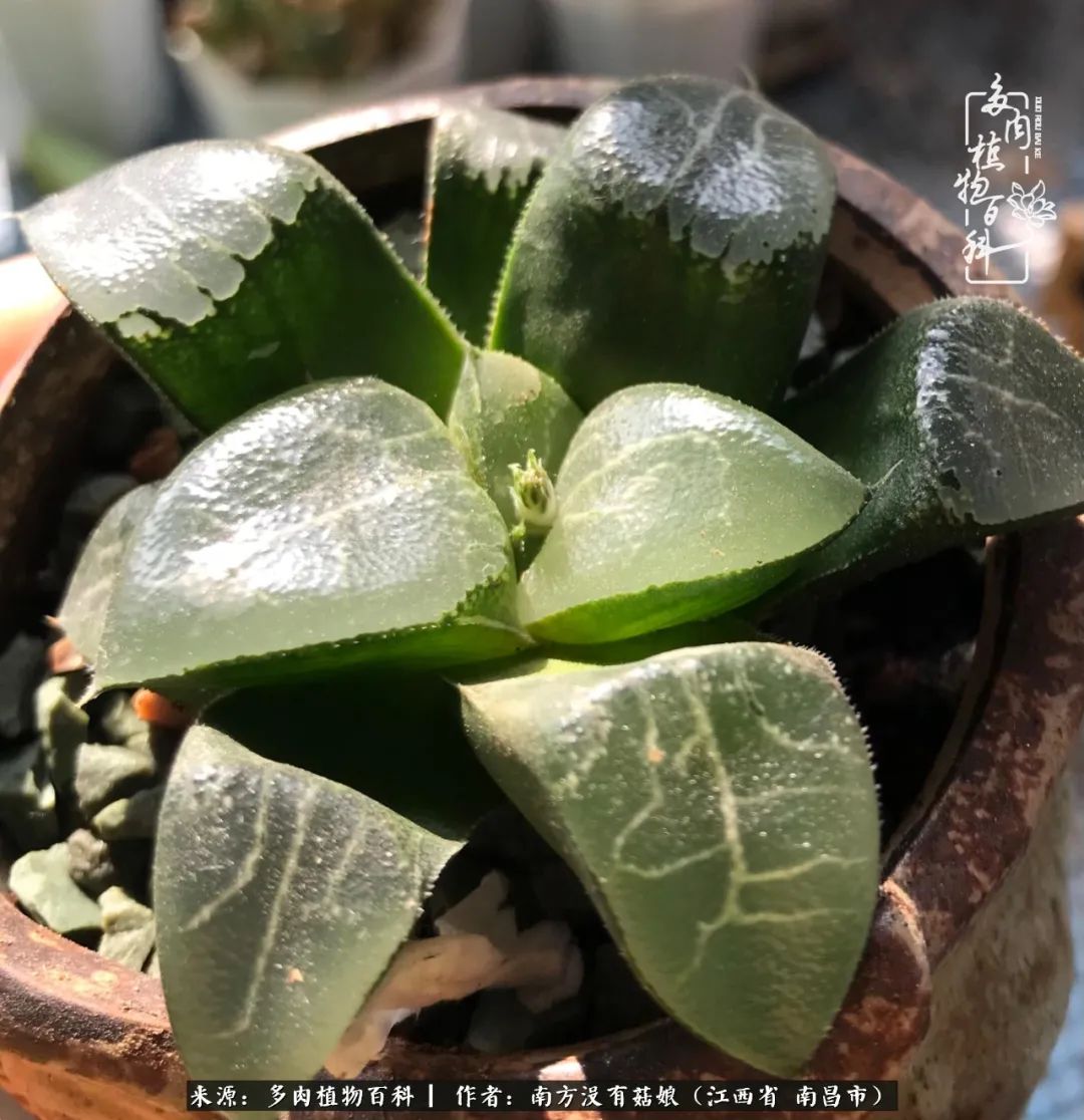 既见云胡不喜,既见君子云胡不喜毛笔楷书