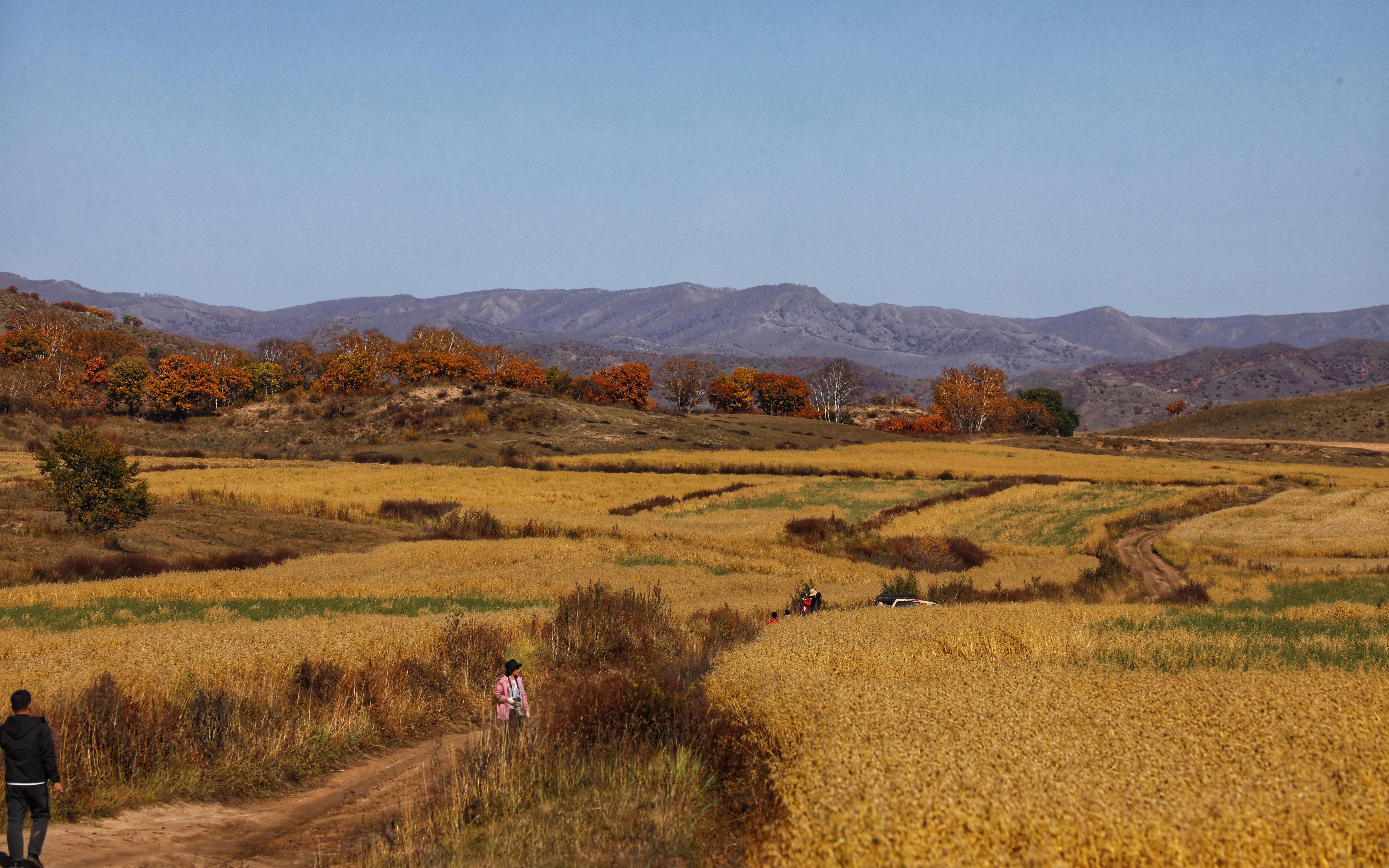 坝上秋色草原,坝上草原游记作文