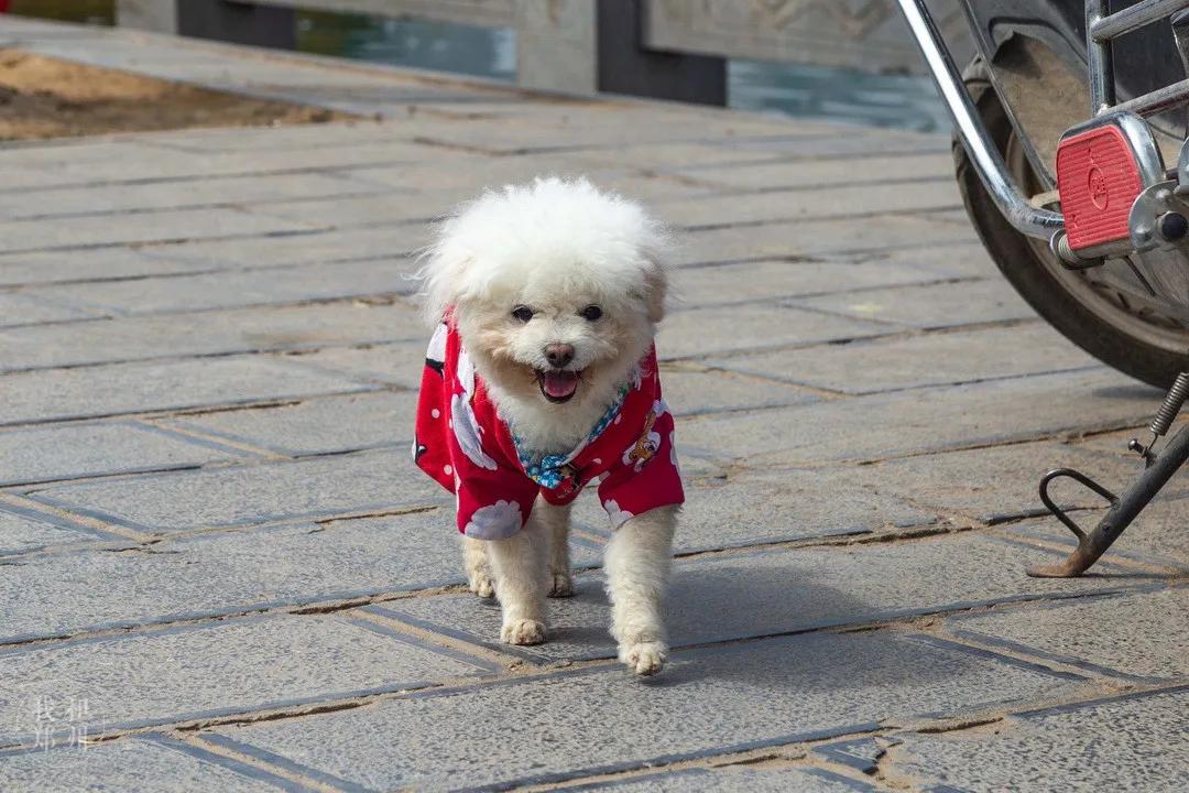 今天，带郑州的老铁们逛吃后河芦
