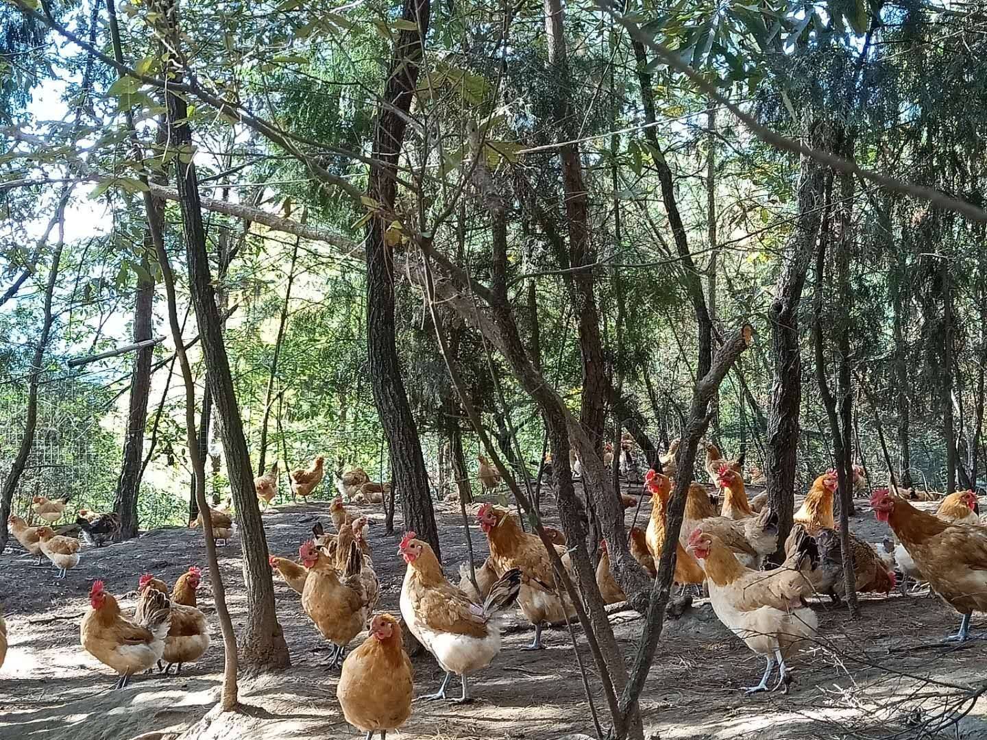 四川散养50万只土鸡,正宗土鸡自家养的鸡