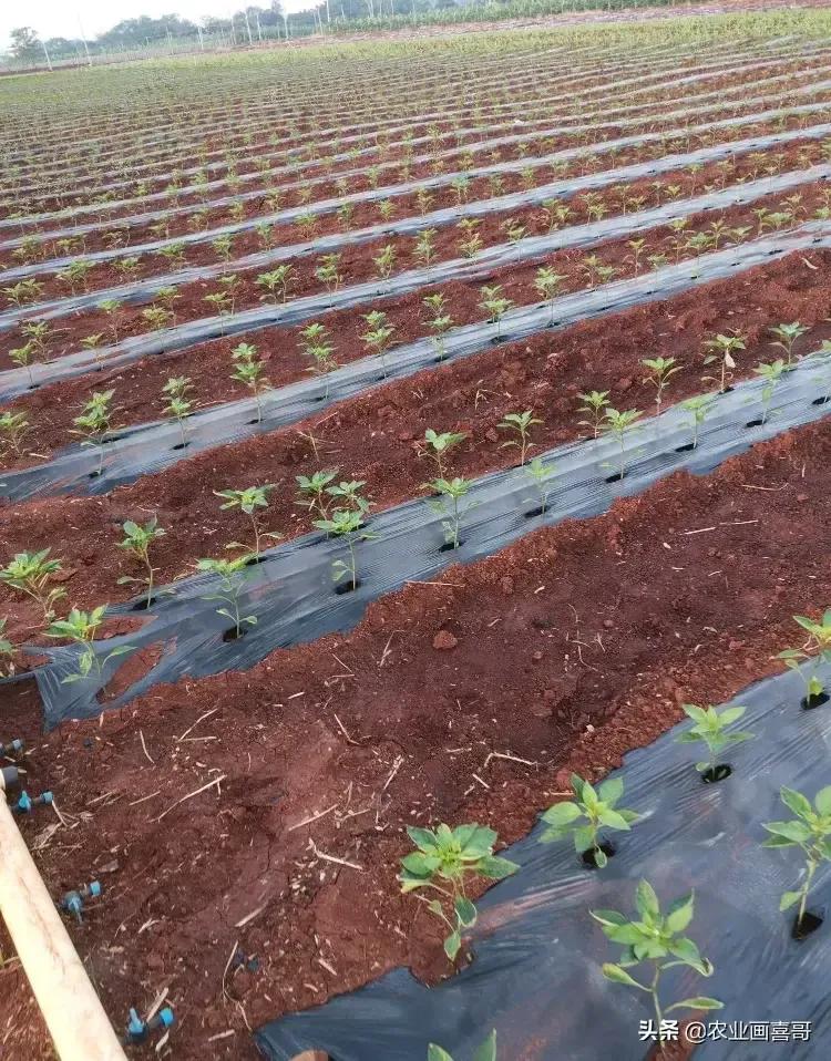 种一亩线椒多少钱,线椒大规模种植怎么种