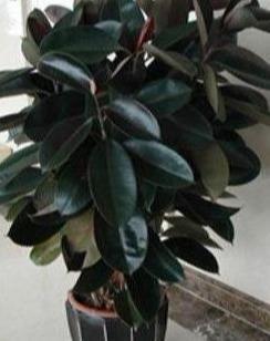 橡皮树黑金刚越长越高了怎么办,黑金刚橡皮树缺水的症状