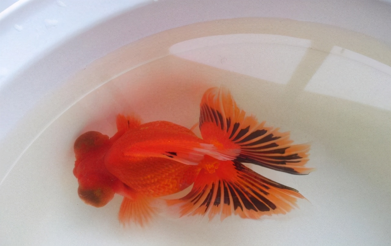 饲养宠物注意事项,宠物的饲养管理与注意事项