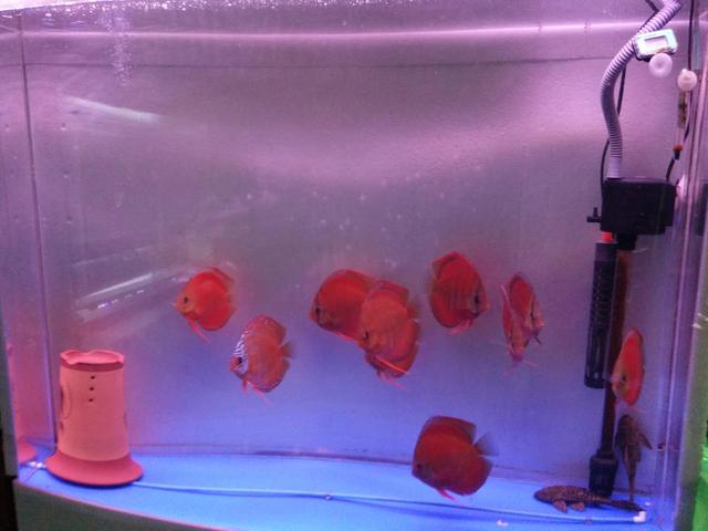 底滤鱼缸里的粪便是怎样被吸走的,上滤鱼缸有漂浮物和杂质怎么解决