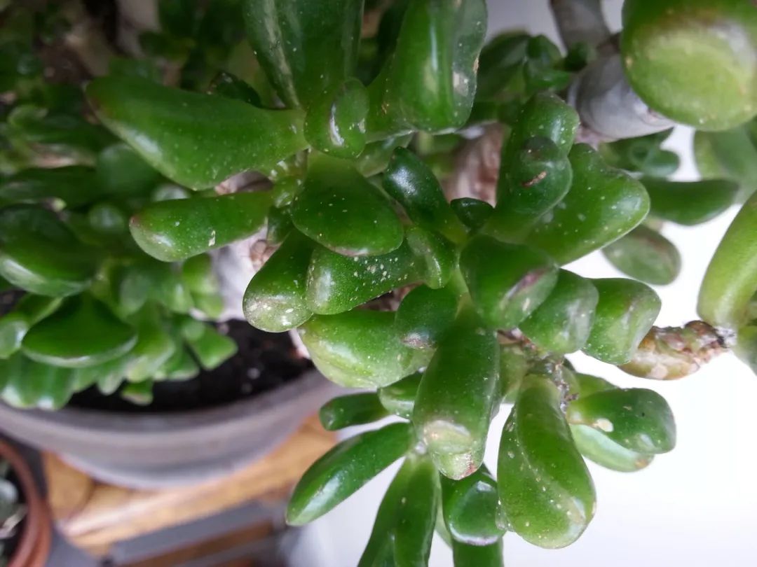 蚧壳虫小妙招去除,冬季蚧壳虫怎样彻底消灭