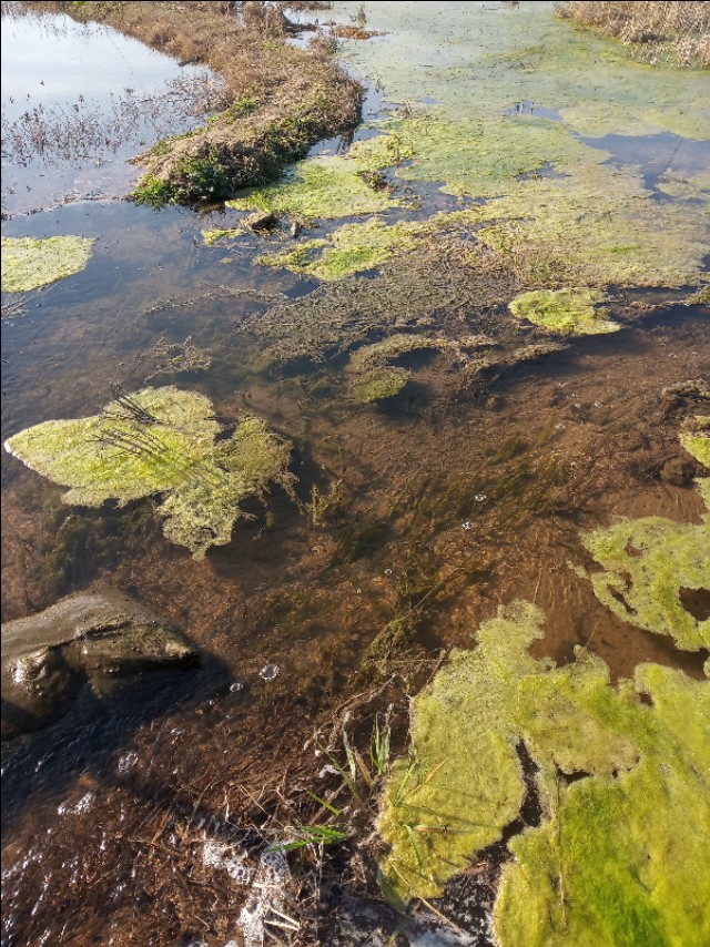 怎么消灭青苔且保障水质量,去除水中青苔的方法是什么