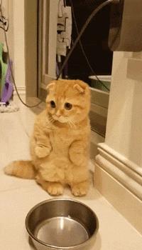 盘点养猫迷惑行为,养猫指南中的迷惑行为