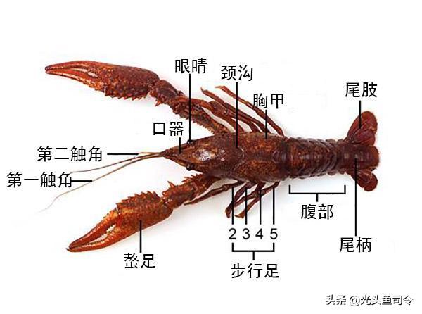 扒一扒大众甲壳虫的一串黑历史,扒小龙虾的视频