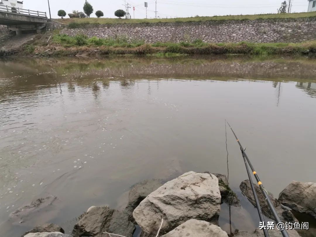 鲤鱼喜欢什么味型的窝料,鲤鱼喜欢什么窝料