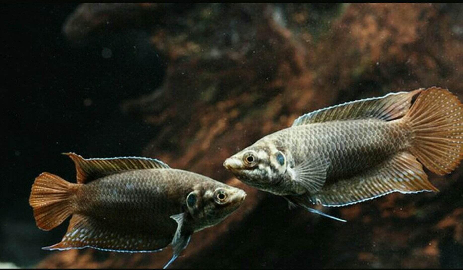 中国原产淡水观赏鱼,中国本土原生观赏鱼