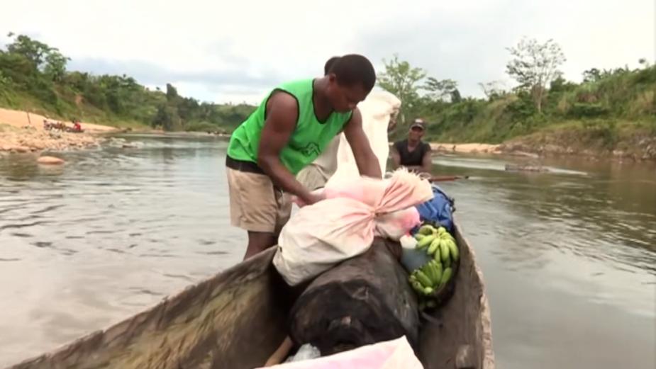 实拍非洲紫檀木*私走**全过程：护林员做*私走**，一根紫檀木赚三万