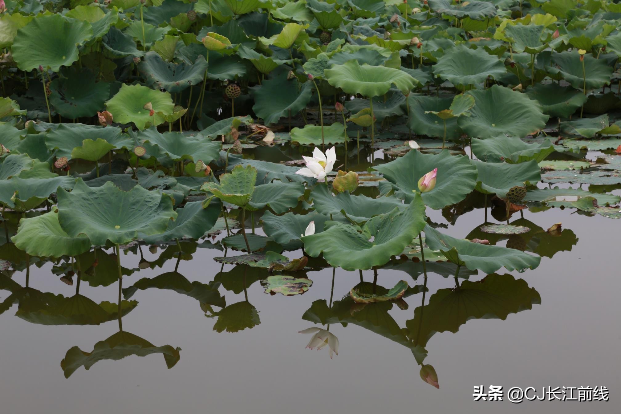 淮滨谷堆杨湾最新消息,淮滨谷堆杨湾风景