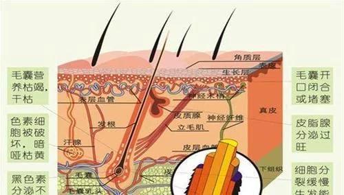 为什么人类的毛发无限长,为什么人类那么奇怪