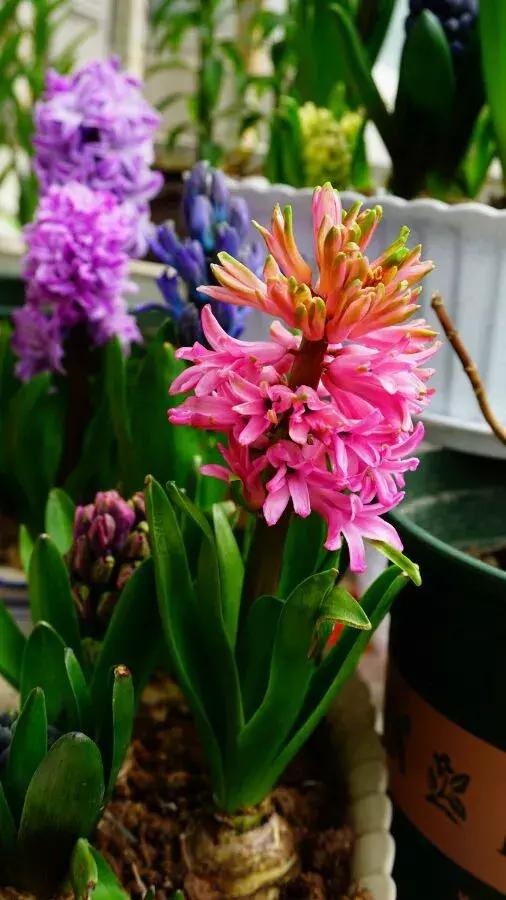 风信子开完花后一直在土里可以吗,开过花的风信子种球怎样处理