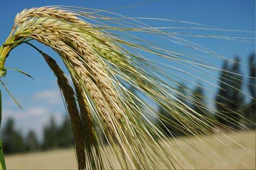 青海青稞丰收,青海沙棘丰收