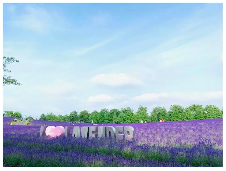 上海最大薰衣草公园,上海薰衣草公园迪士尼