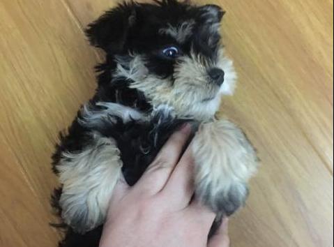 雪纳瑞为什么总感觉吃不饱,雪纳瑞为什么到了8个月就挑食