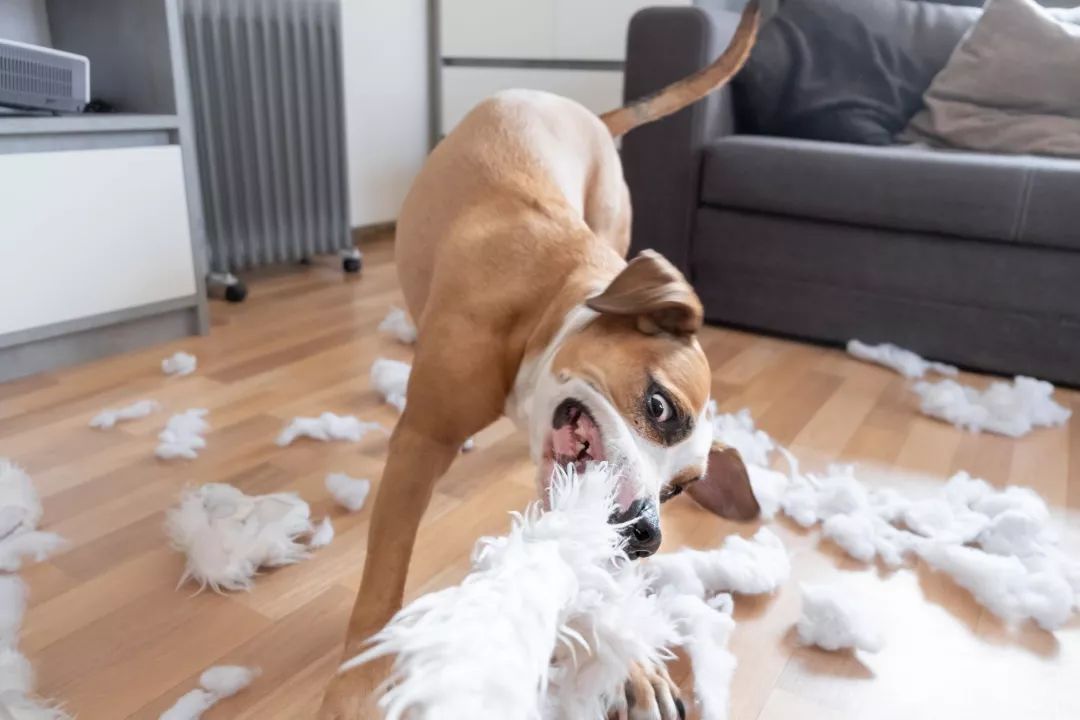 狗狗咬人扑人,狗狗扑人咬人行为纠正方法