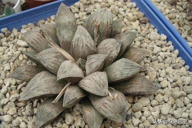 多肉十二卷寿的窗口怎么不透明,多肉热点话题