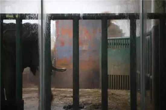 长沙动物园大象踩死驯兽员后续,驯养员被大象踩死背后残酷真相