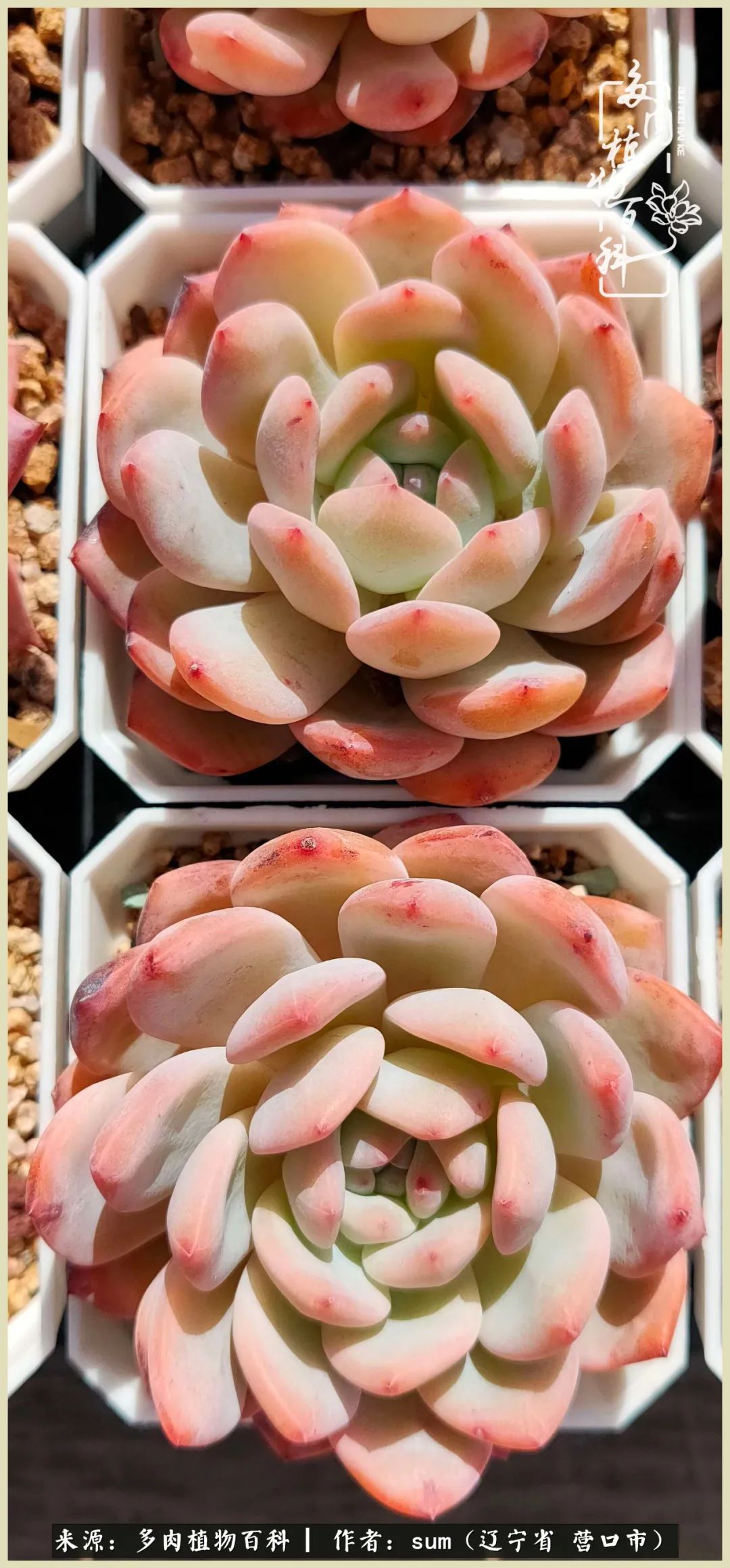 养多肉是一个很治愈的过程,养多肉是一种爱