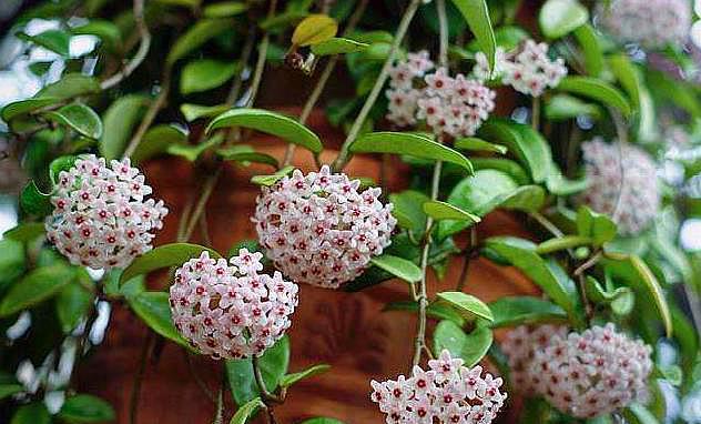 球兰重新种植,球兰花掉花蕾