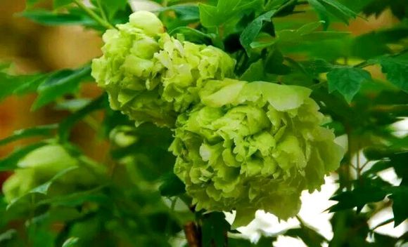 四大名品牡丹哪个好养,四大名品牡丹是哪四种