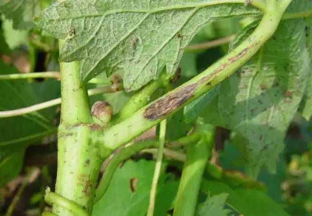 葡萄病害防治识别图谱,葡萄病害鉴定图谱