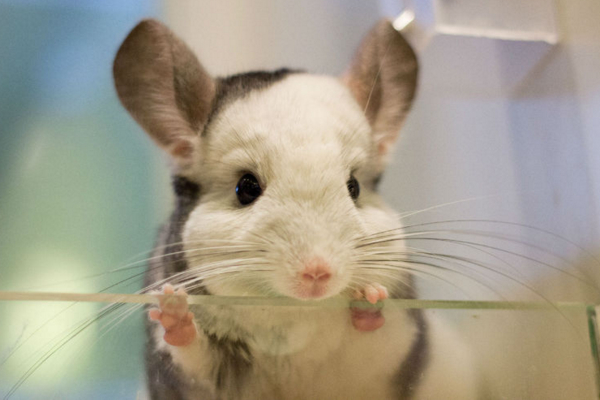 龙猫贵了怎么办,龙猫身价