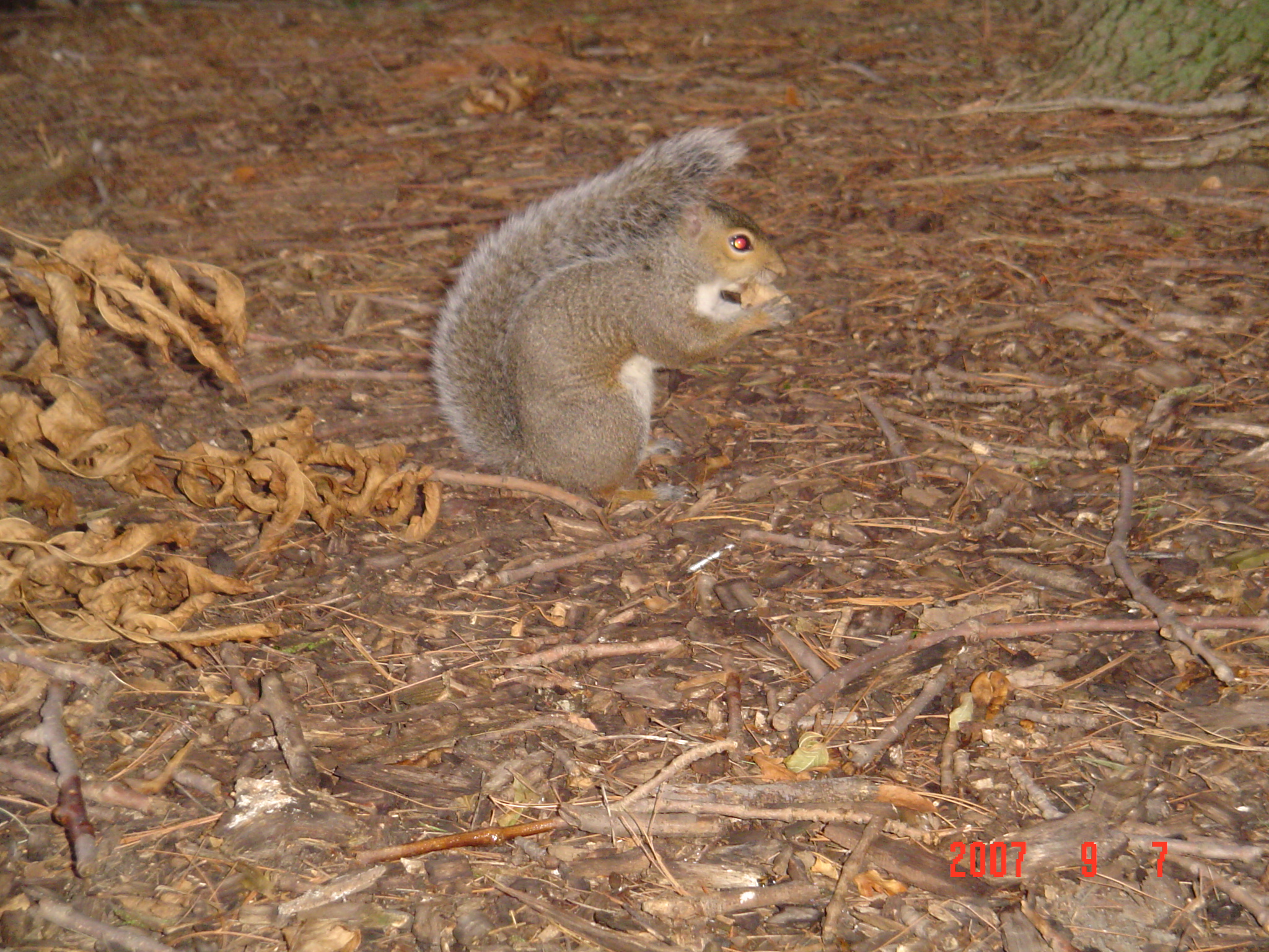 我的“大尾巴”,你在异国他乡还好吗?