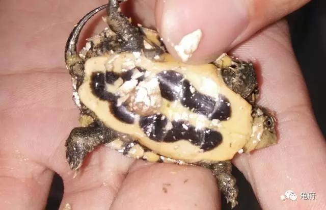 鉴赏花草模板,小青苗照片