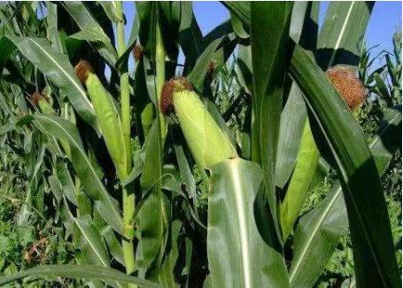 四体不勤五谷不分指哪五谷,四体不勤五谷不分指什么生肖