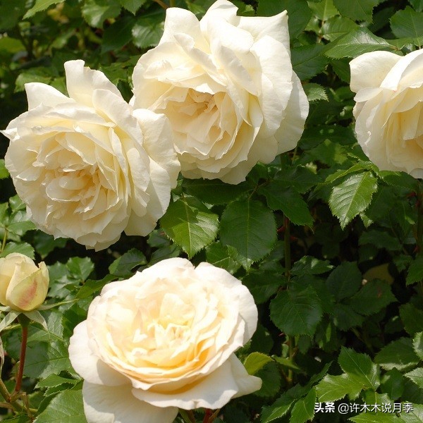 多菌灵可以治疗月季灰霉病吗,月季灰霉病黑斑病黄叶打什么药