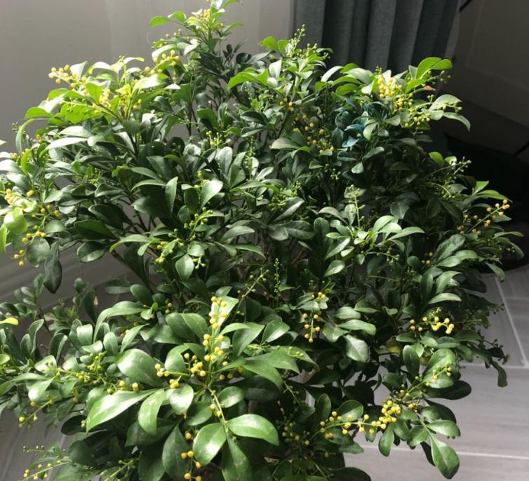 米兰怎么养才能不落叶,米兰暴晒后叶子掉