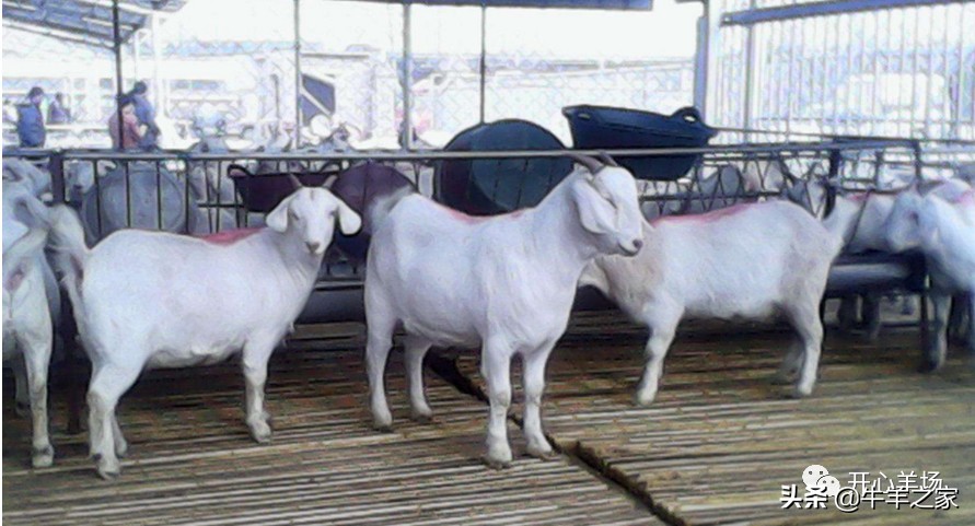 波尔杂交山羊钴缺乏病的治疗体会，养羊户你也有这样的经历吗？