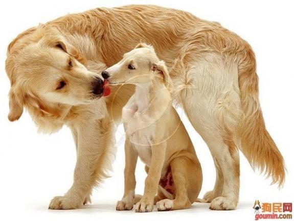 狗狗大全,送给喜欢狗的人）