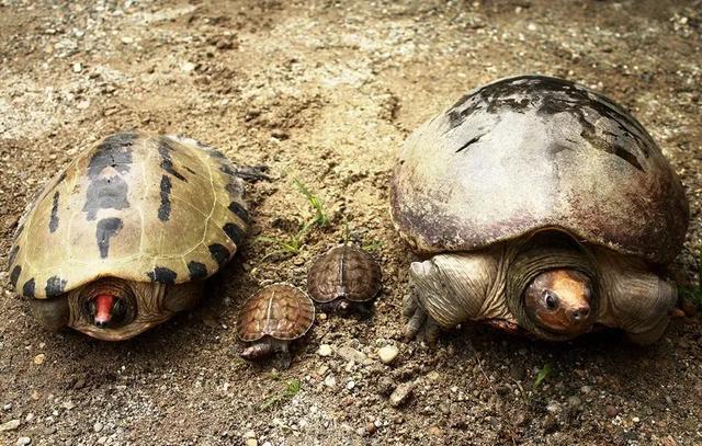 岁月是把杀猪刀？龟的成长中谁的变化大