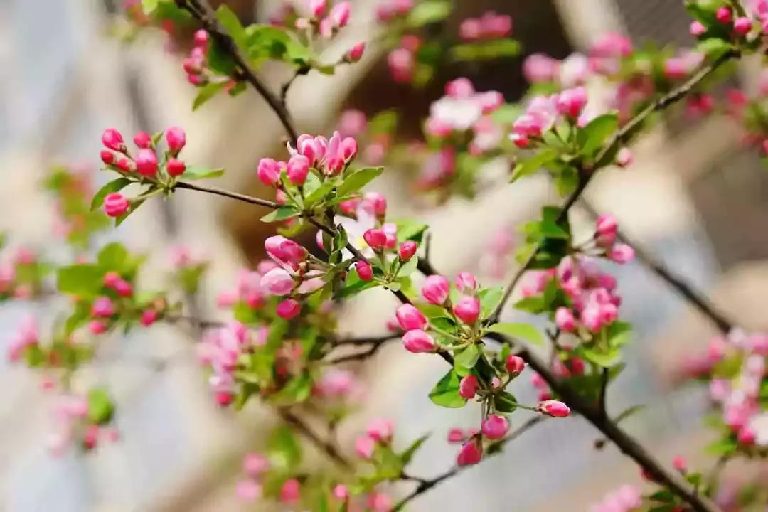 百花图谱大全100幅,工笔百花图谱100种