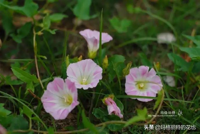 顽强的花全文,轨道边盛开了生命力顽强的喇叭花