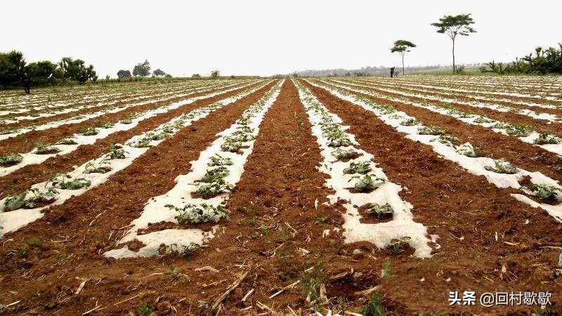 早春西瓜大棚套种什么农作物最好,早春地膜西瓜种植技术