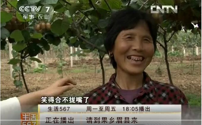 眉县猕猴桃为什么能上央视,眉县猕猴桃品牌故事