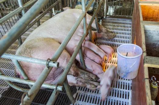 夏季母猪老是子宫内膜炎,母猪慢性子宫内膜炎症特效药