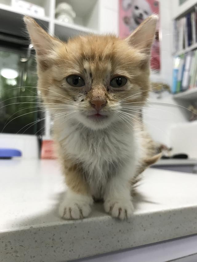 吸猫的科学依据来了,教你如何获得一只猫