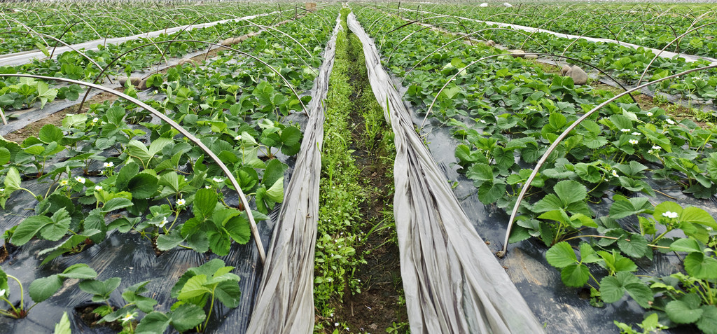 草莓种植光照要求,草莓日光种植技术与管理