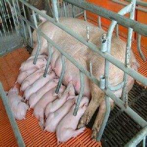 怎么确认*猪种**妊娠，预产期推算及分娩接产技术！