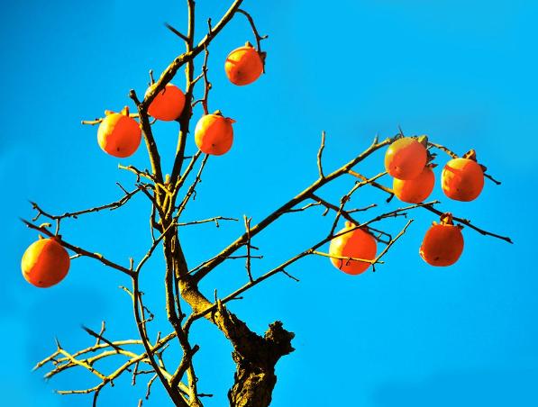 家里摆放柿子摆件寓意风水,家里摆放柿子摆件寓意